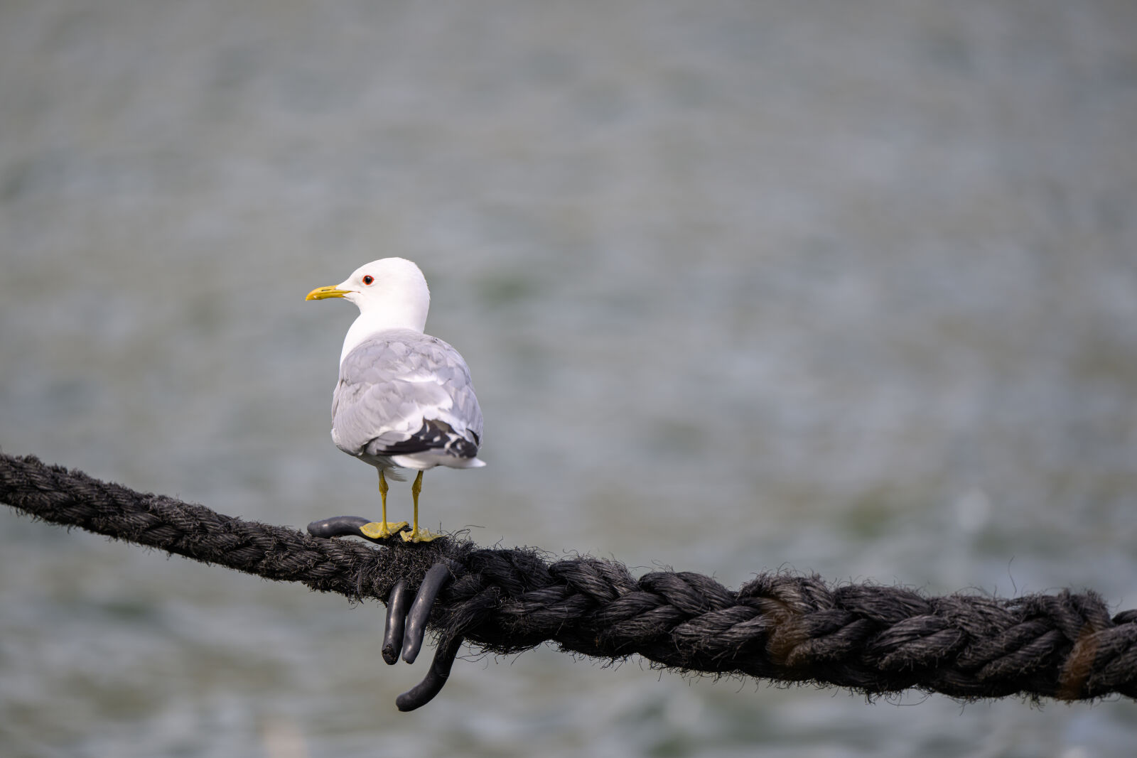 Nikon Z8 sample photo. Seagull harbor photography