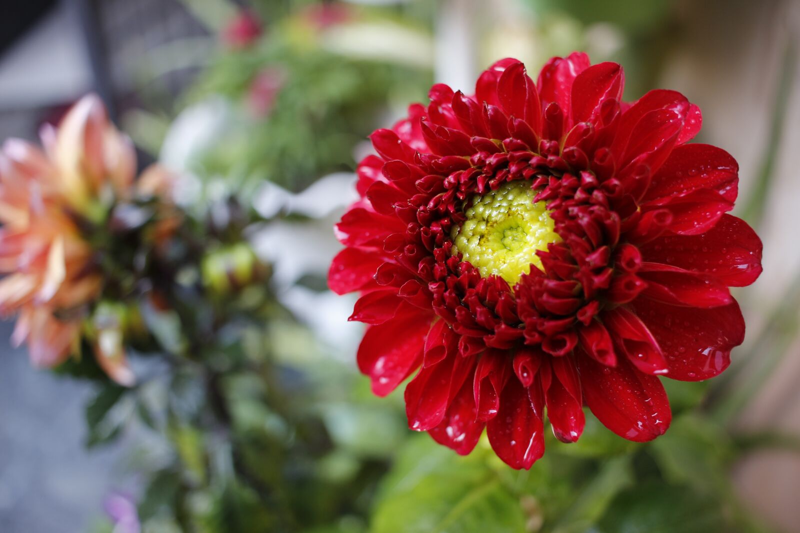Canon EOS 700D (EOS Rebel T5i / EOS Kiss X7i) + Canon EF-S 24mm F2.8 STM sample photo. Flowers, red flower, garden photography