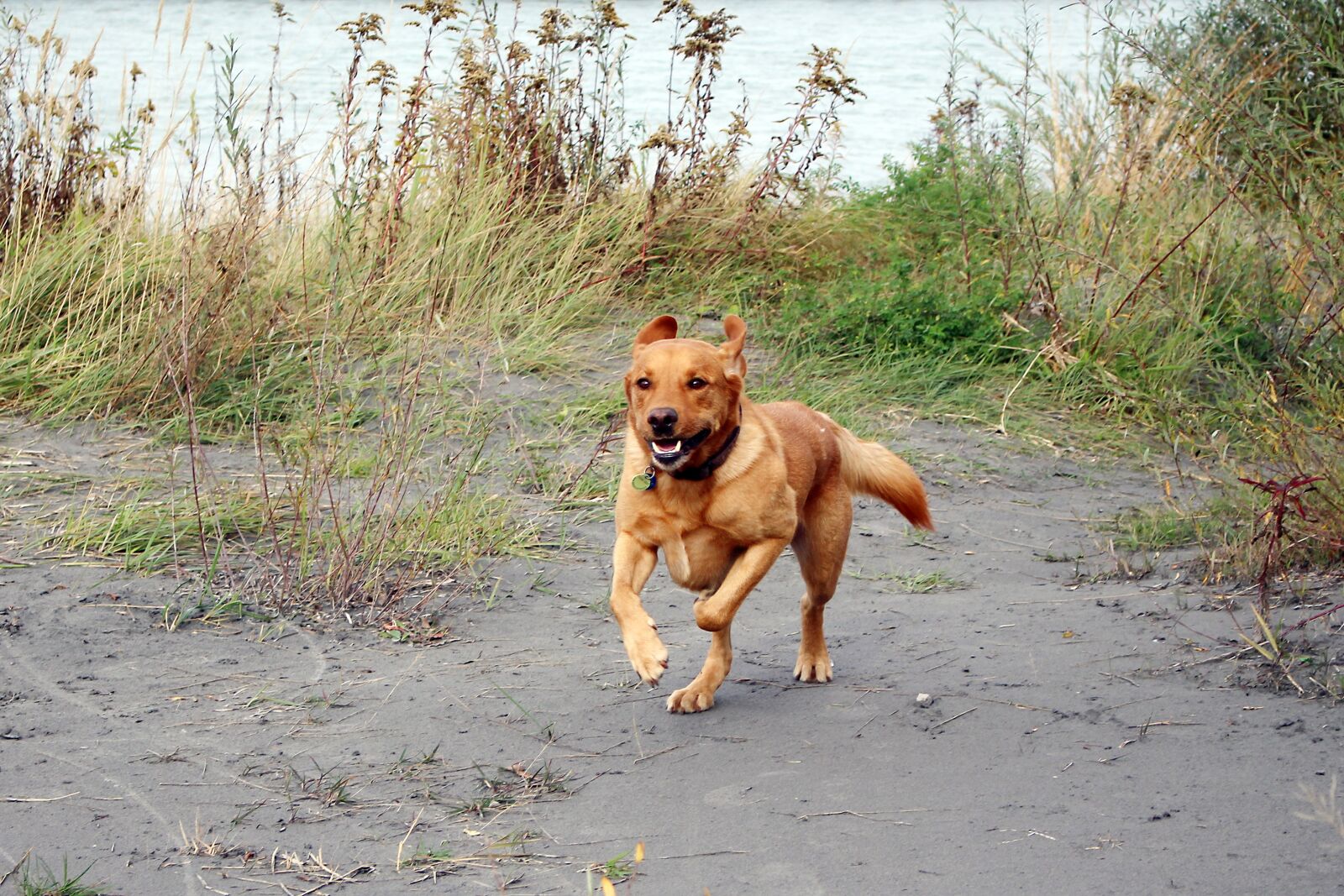 Canon EOS 700D (EOS Rebel T5i / EOS Kiss X7i) sample photo. Dog, pet, quadruped photography