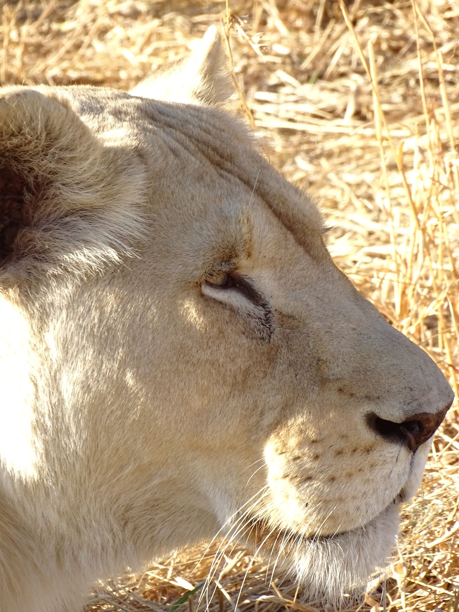 Sony Cyber-shot DSC-HX400V sample photo. Lion, white, white lion photography