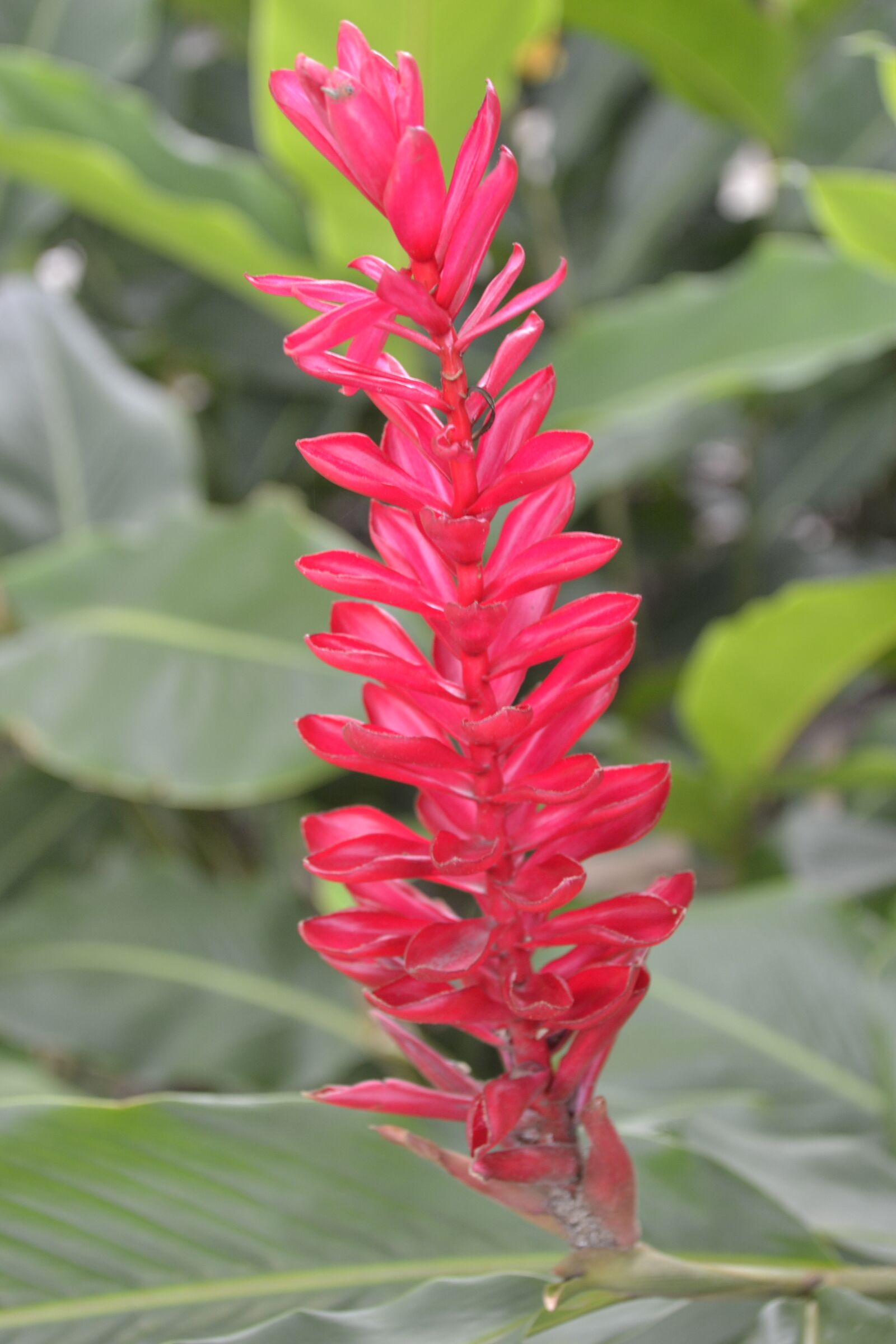 Nikon D3100 sample photo. Flowers, plant, exotic photography