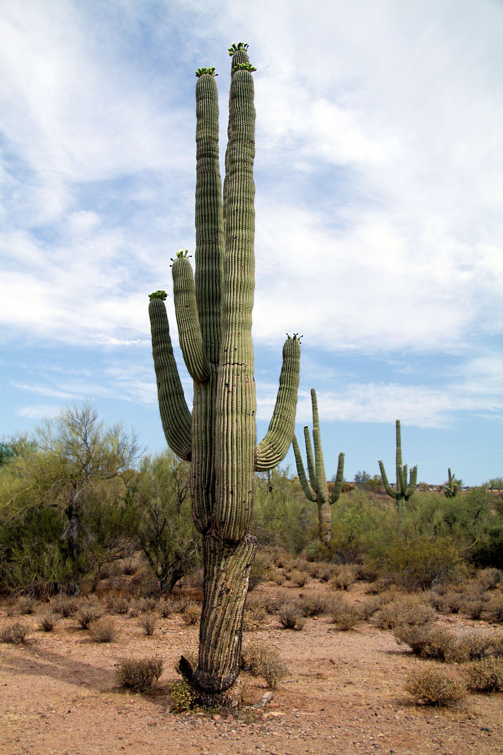 Canon EOS 7D sample photo. Usa, arizona, cactus photography