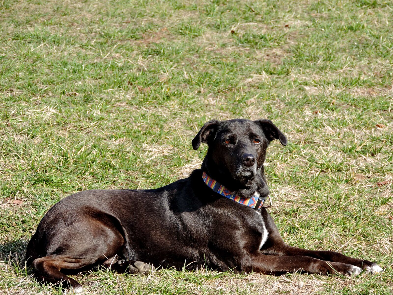 Nikon Coolpix P520 sample photo. Puppy, dog, animal, canine photography