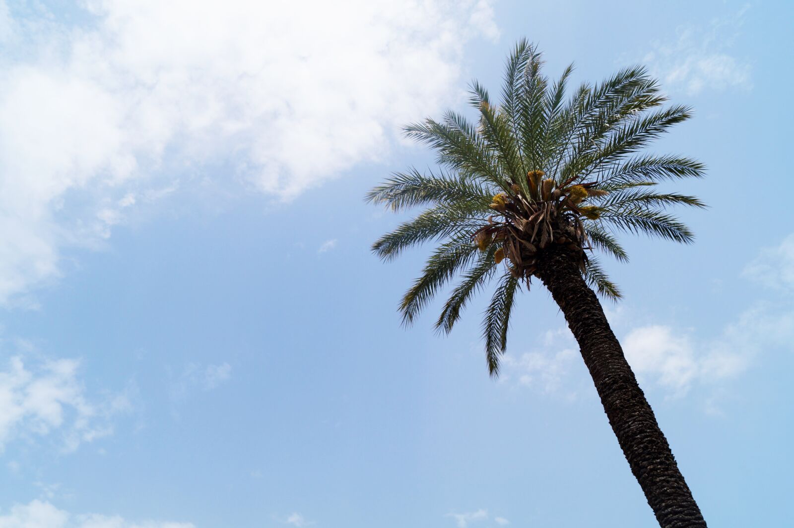 Sony DT 18-55mm F3.5-5.6 SAM II sample photo. Palm, tree, sky photography