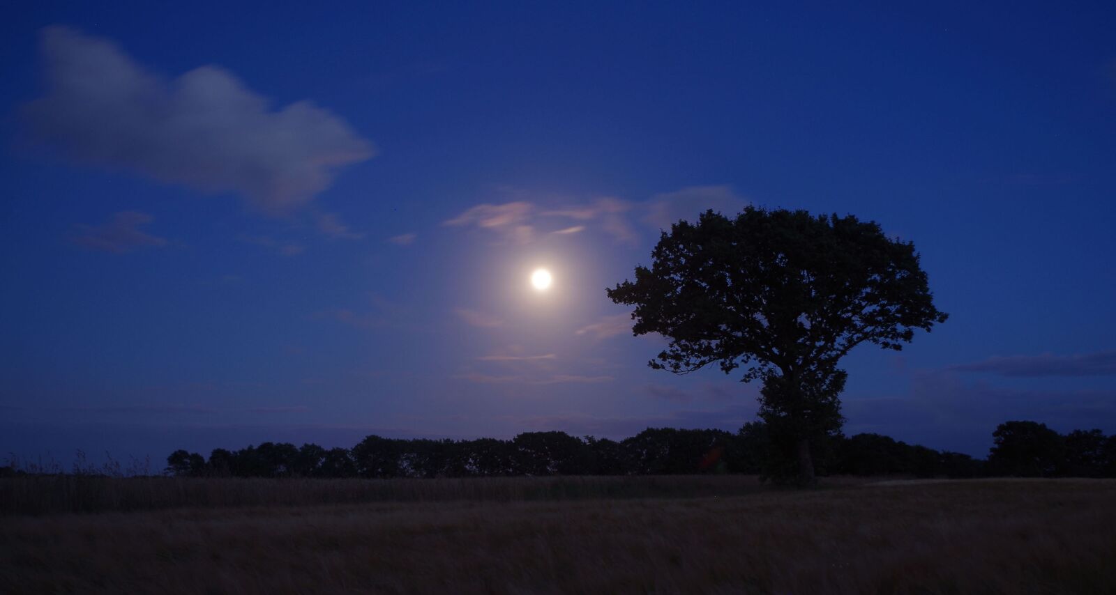 Pentax K-30 sample photo. Nature, tree, night photography