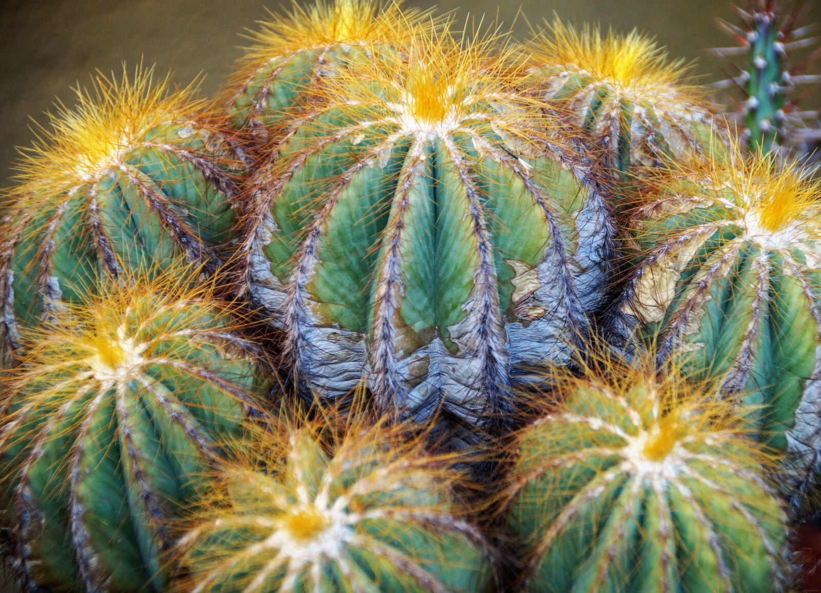 Sony SLT-A58 sample photo. Cactus, exotic, plant photography