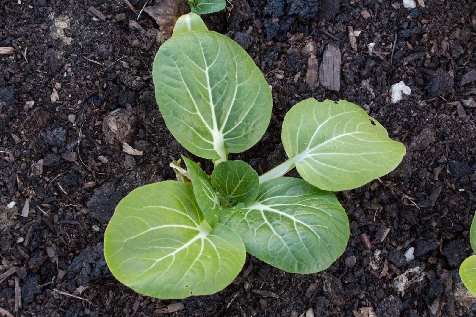 Canon EOS 700D (EOS Rebel T5i / EOS Kiss X7i) sample photo. Leaf, food, soil photography