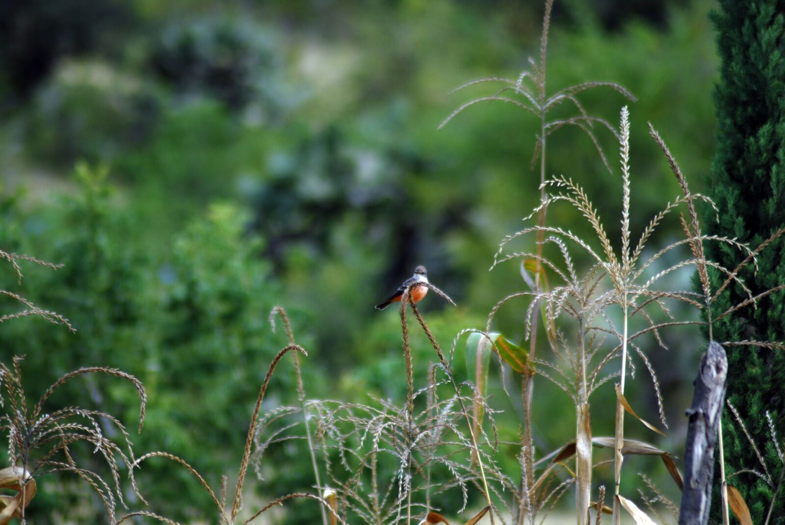 Nikon D200 sample photo. Ave, field, insect photography