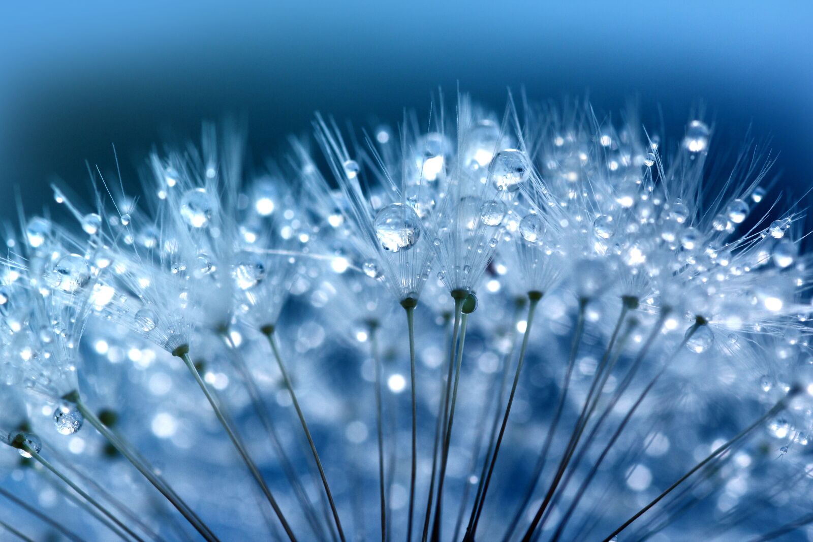 Canon EOS 550D (EOS Rebel T2i / EOS Kiss X4) sample photo. Dandelion seeds, dandelion, dandelions photography