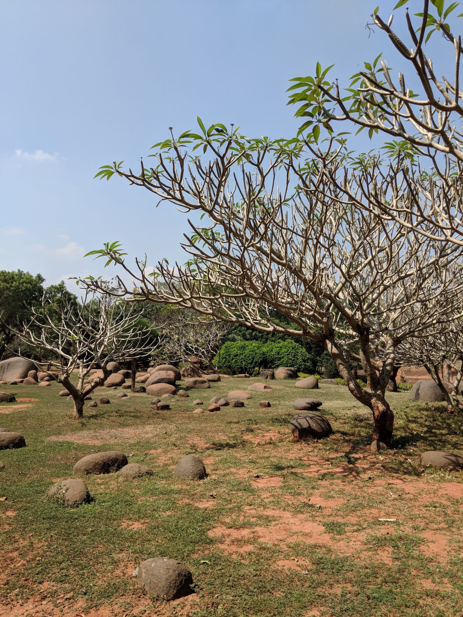 Google Pixel 2 sample photo. Tree, nature, landscape photography