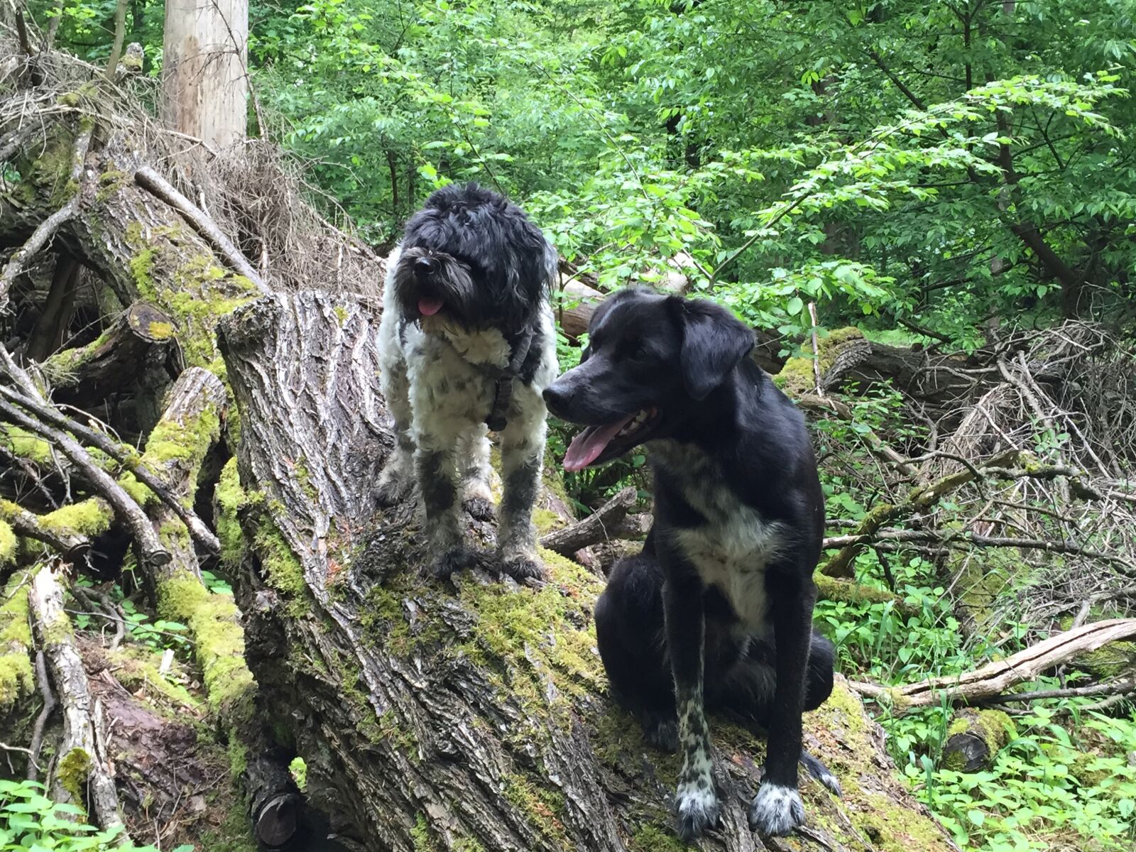 Apple iPhone 6 sample photo. Dogs, wood, faberpark photography