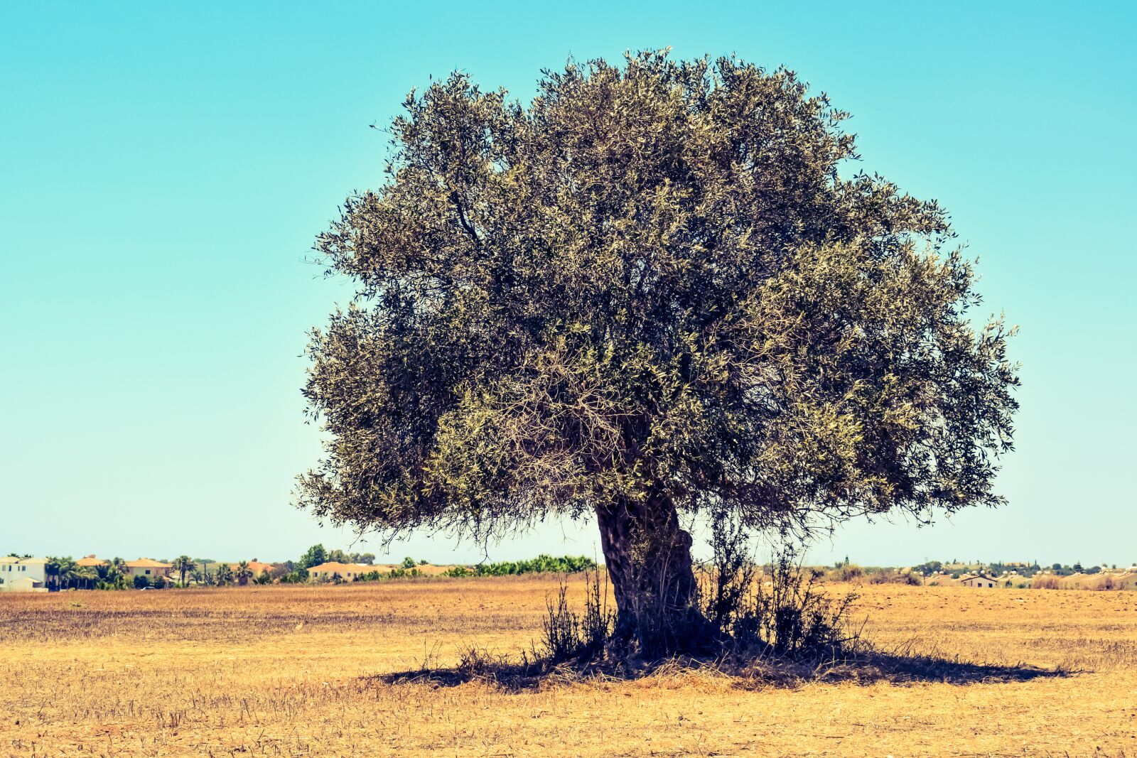 Nikon D3300 sample photo. Olive tree, field, agriculture photography