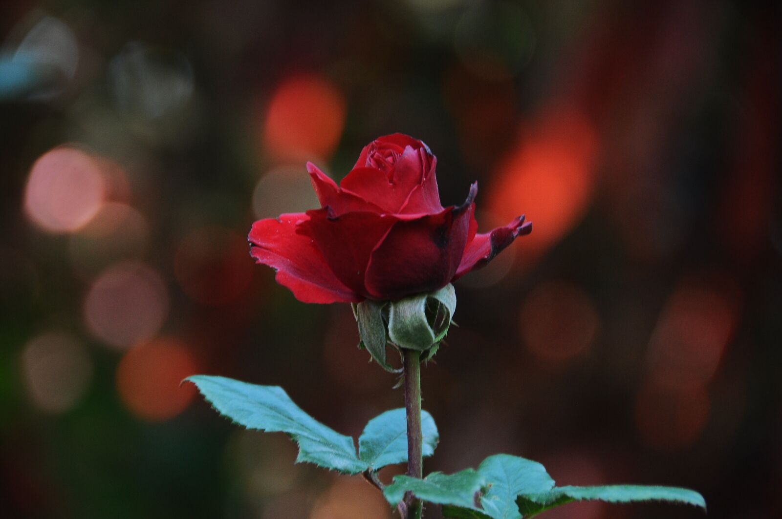 Nikon D90 sample photo. Flower, throat, red rose photography