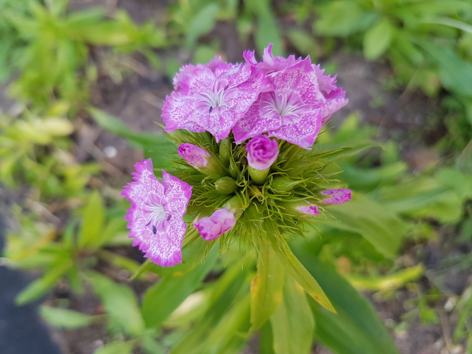 Samsung Galaxy S7 sample photo. Flower, pink photography