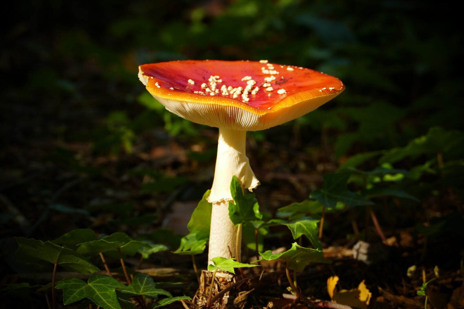 Panasonic Lumix DMC-FZ1000 sample photo. Mushroom, autumn, forest photography