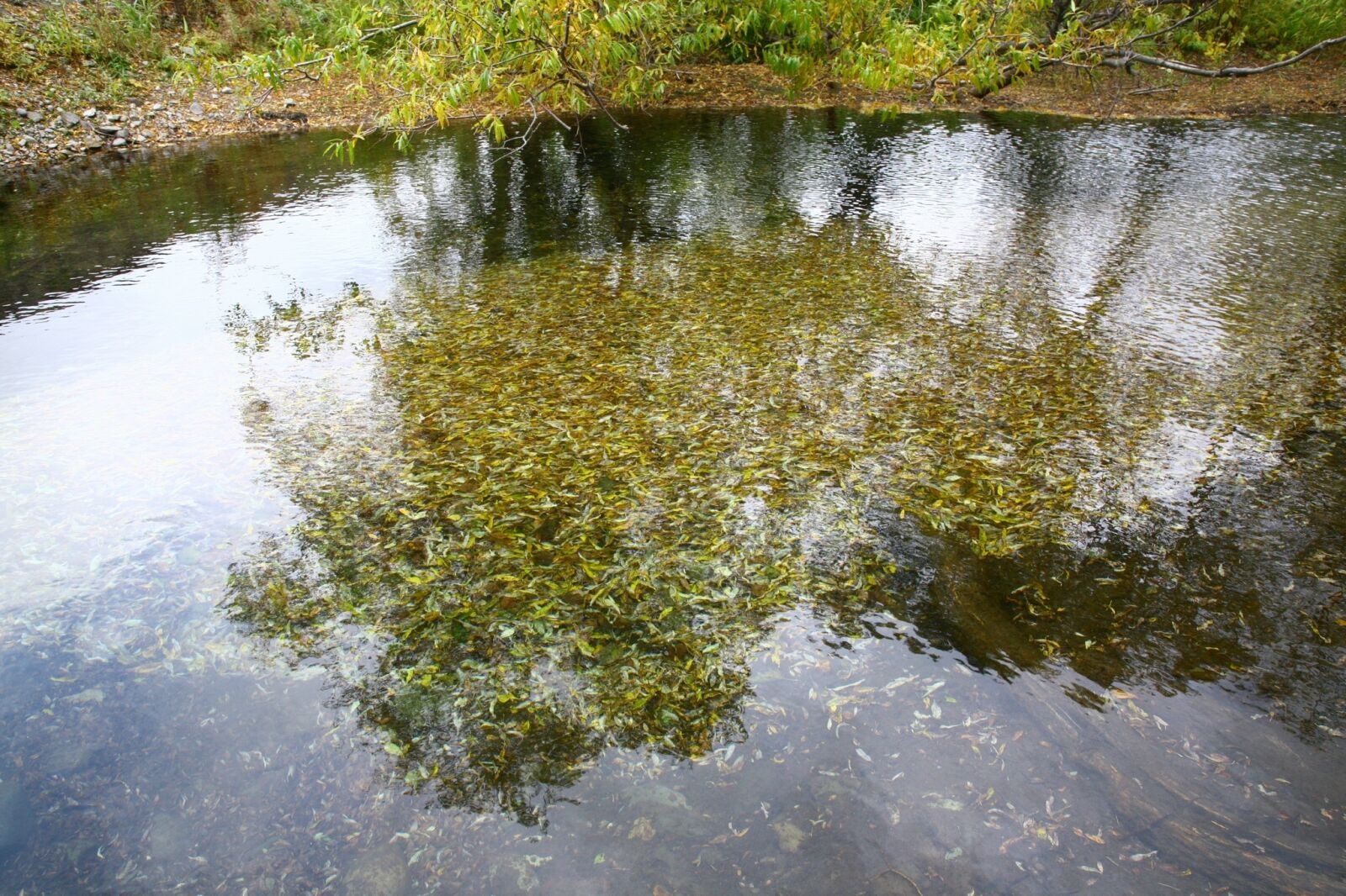 Canon EOS 5D sample photo. Autumn, fallen leaves, lake photography