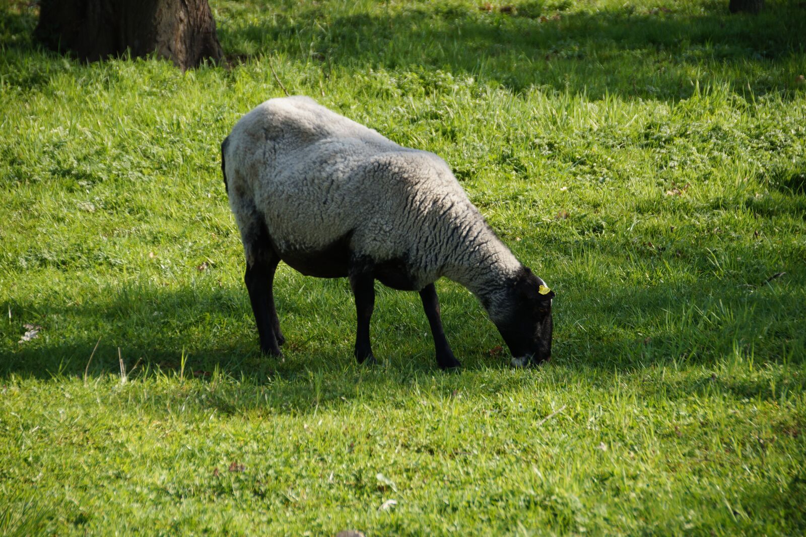 Sony SLT-A58 sample photo. Sheep, suffolk, jersey photography