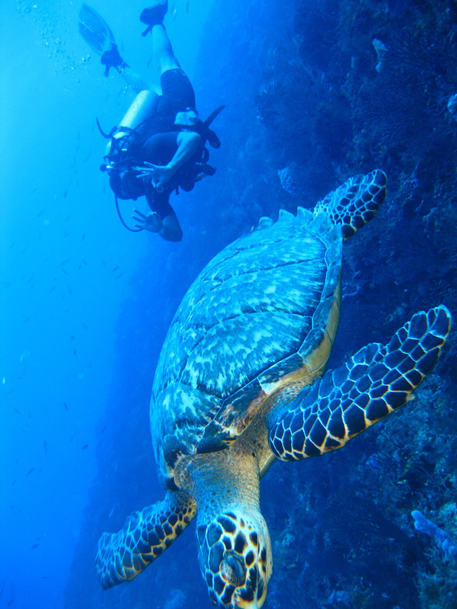 Canon PowerShot SD790 IS (Digital IXUS 90 IS / IXY Digital 95 IS) sample photo. Turtle, underwater, marine photography
