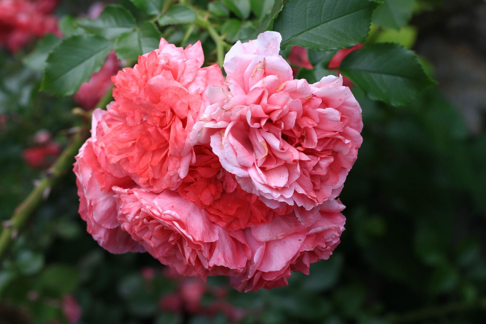 Canon EOS 100D (EOS Rebel SL1 / EOS Kiss X7) + Canon EF 50mm F1.8 STM sample photo. Roses, flowers, rose photography