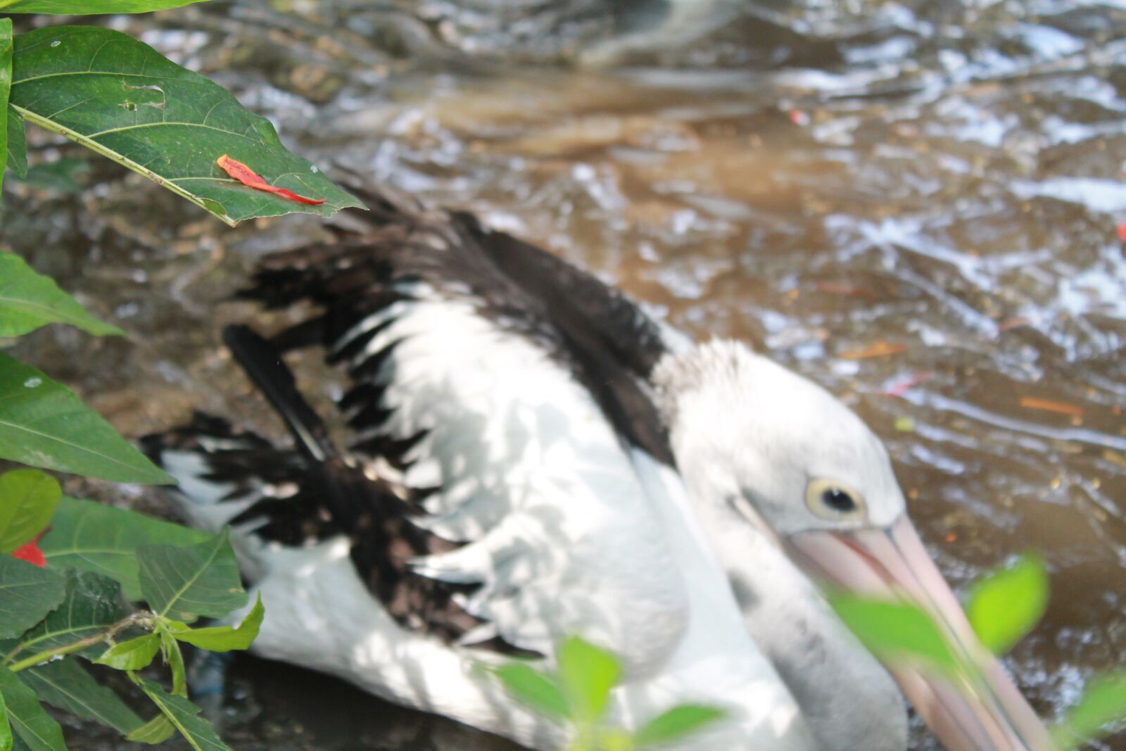 Canon EOS 1100D (EOS Rebel T3 / EOS Kiss X50) sample photo. Pelican, bird, water photography