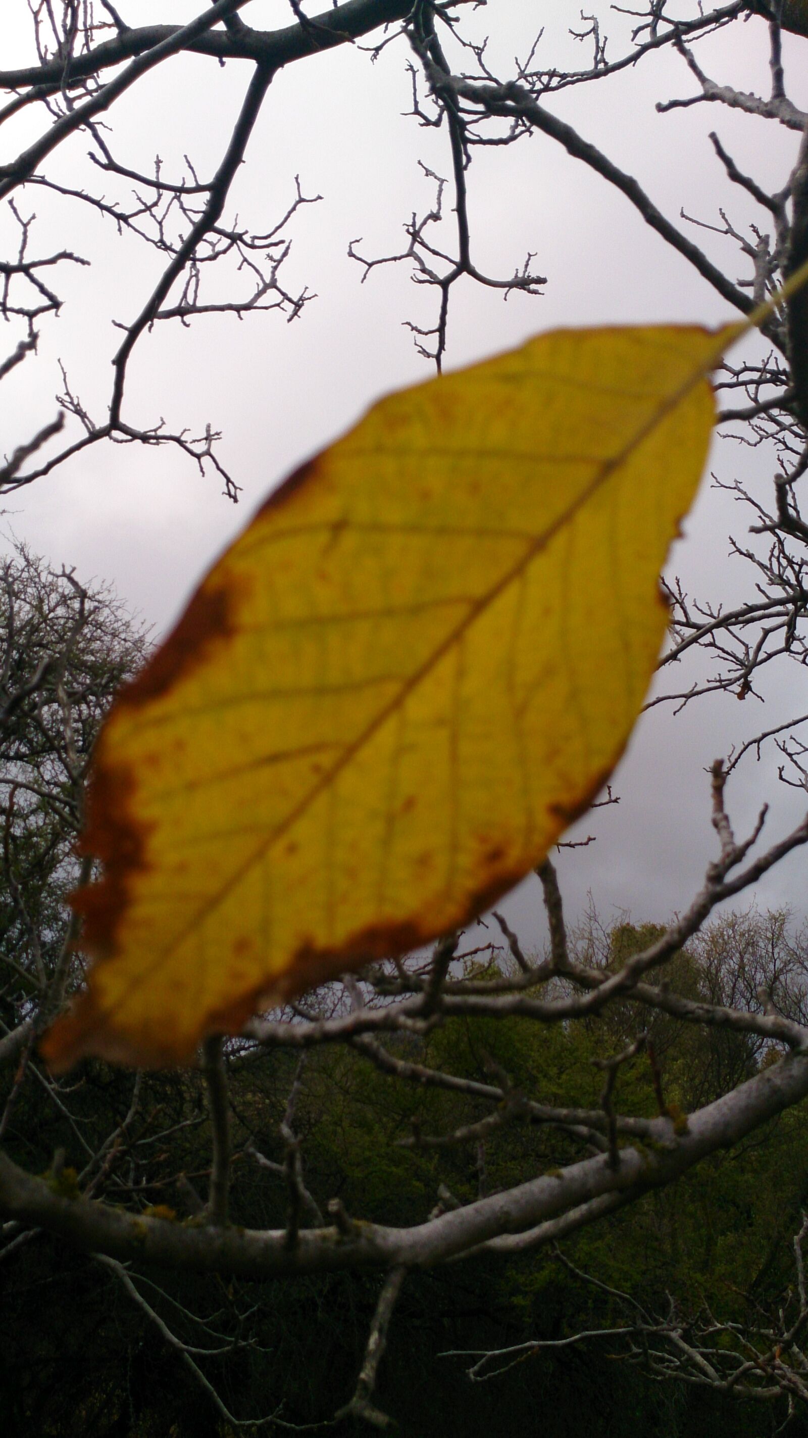 Sony Xperia ZR sample photo. Fall, yellow, autumn photography