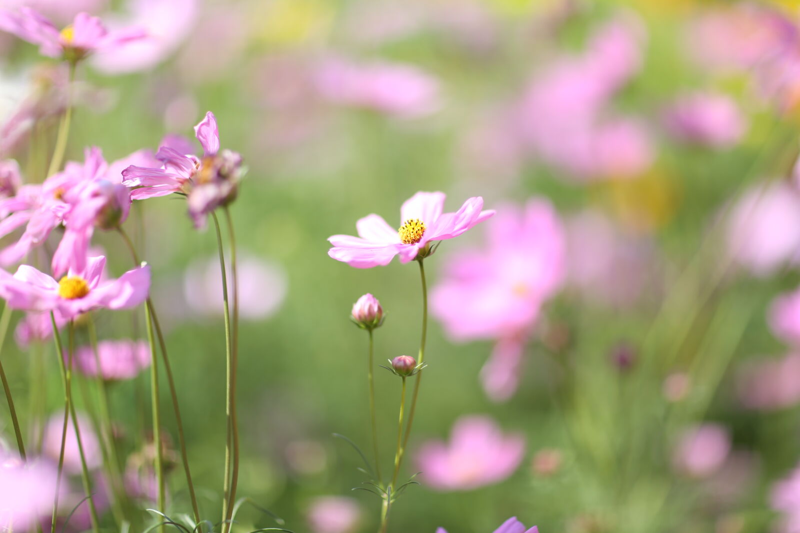 Canon EOS 5D Mark III + Canon EF 85mm F1.2L II USM sample photo. Beautiful, flowers, flower, nature photography