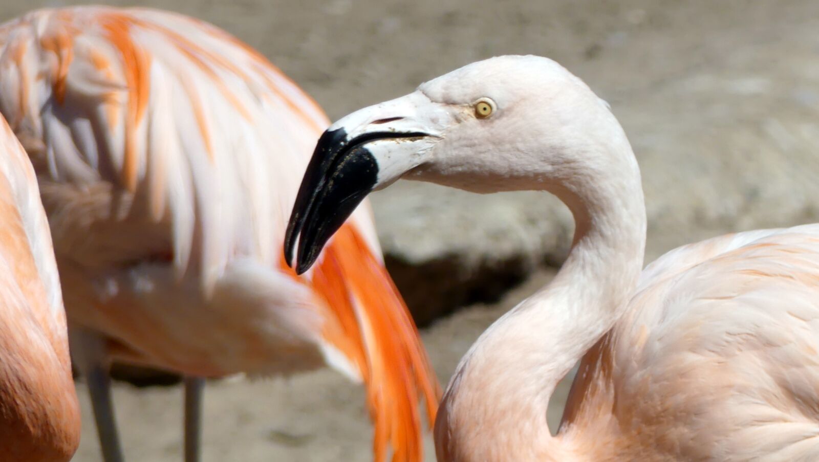 Panasonic Lumix DMC-FZ300 sample photo. Flamingo, animals, zoo photography