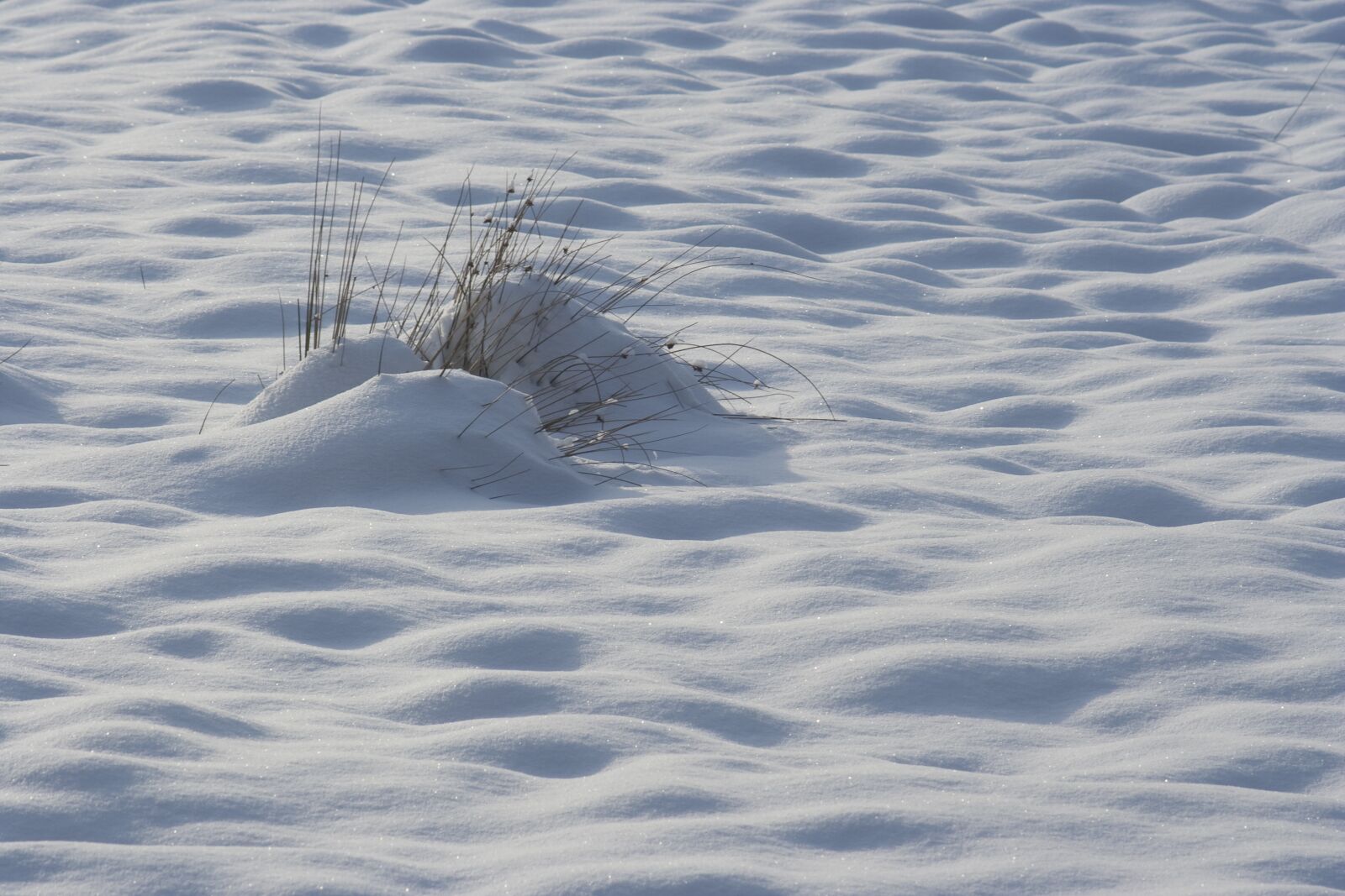 Canon EOS 350D (EOS Digital Rebel XT / EOS Kiss Digital N) sample photo. Snow, frozen, winter photography