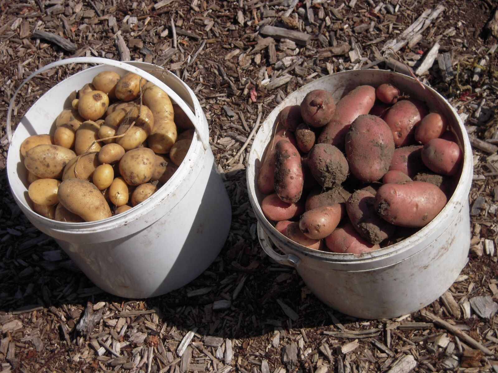 Nikon Coolpix S600 sample photo. School garden, potatoes, harvest photography