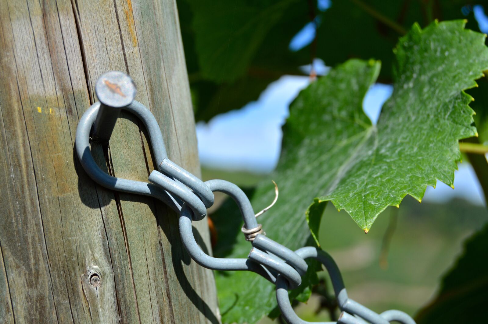 Nikon D3200 sample photo. Fixing, rebstock, grapes photography