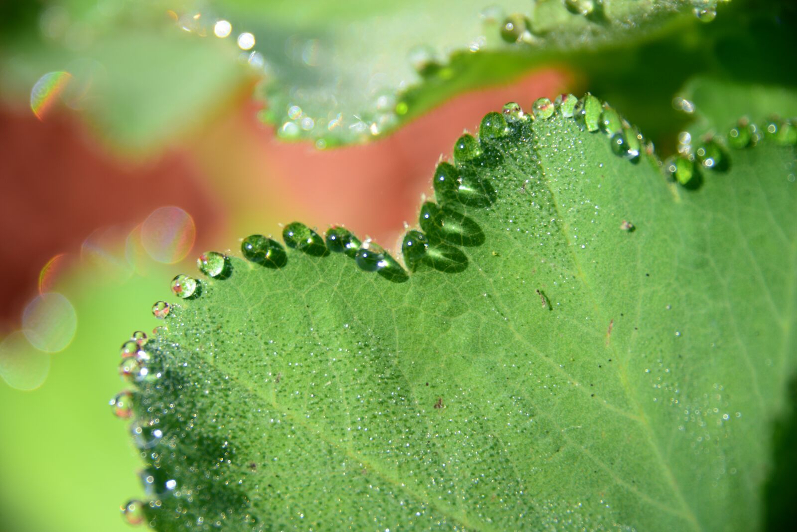 Nikon D800 sample photo. Macro, nature, drop photography