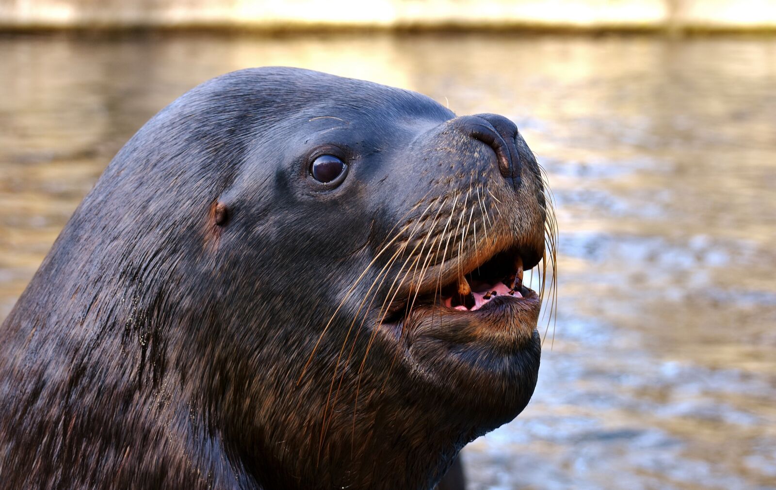 Nikon D7200 sample photo. Seal, sea lion, swim photography