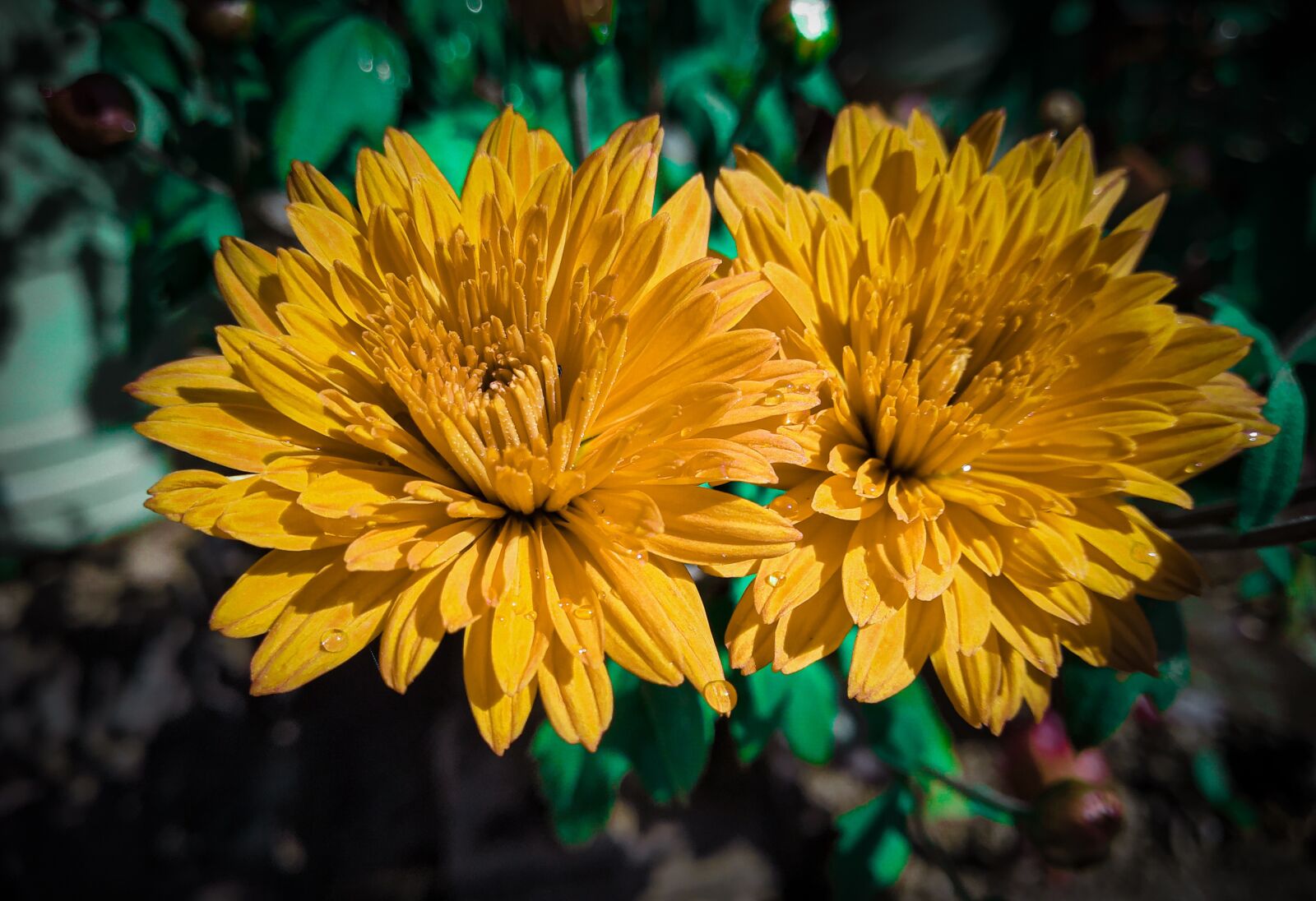 Xiaomi Redmi Note 5 Pro sample photo. Marigold, marigold closeup shot photography