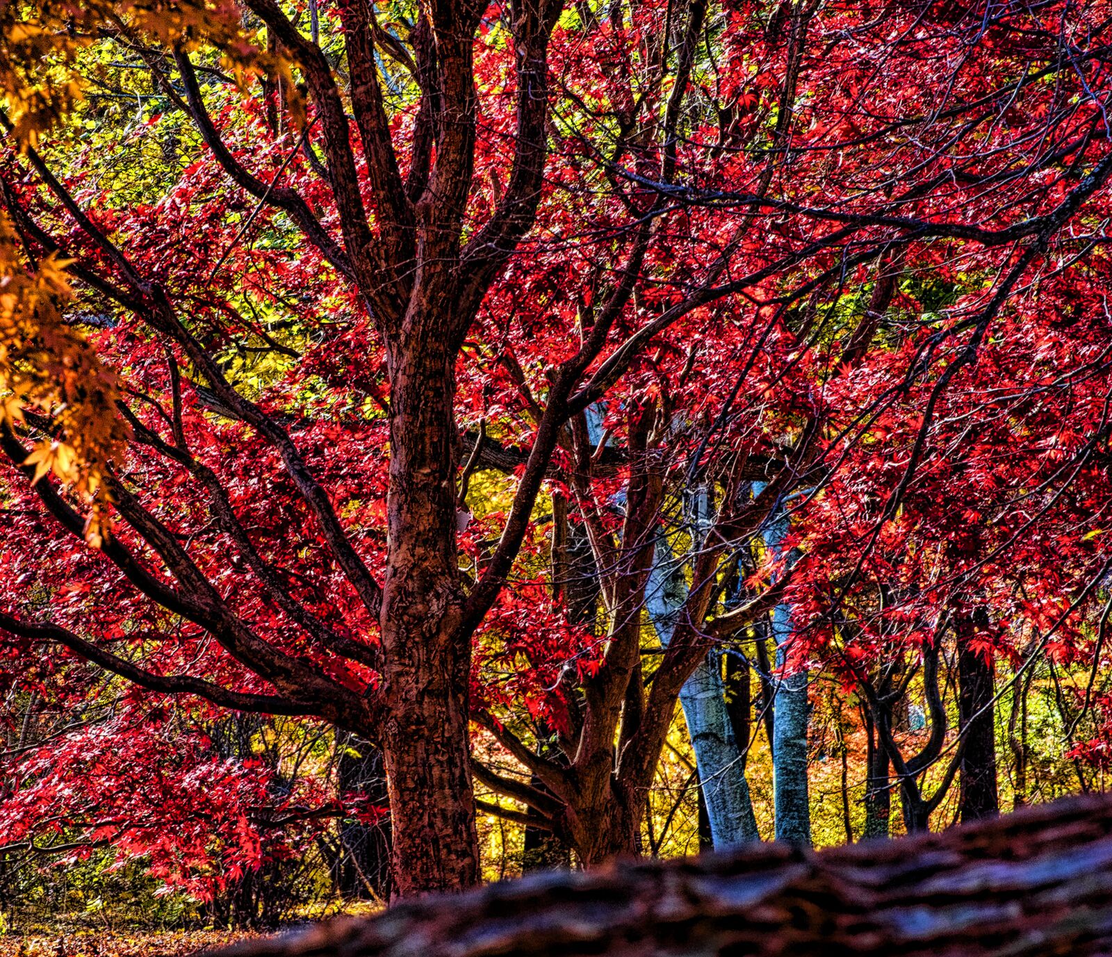 Nikon D750 sample photo. Autumn, colorful, nature photography