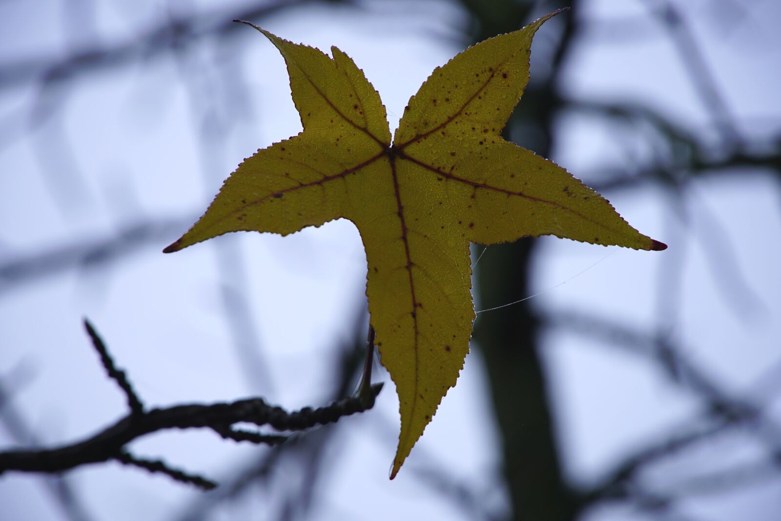 Sony a7R II sample photo. Leaf, yellow, autumn photography