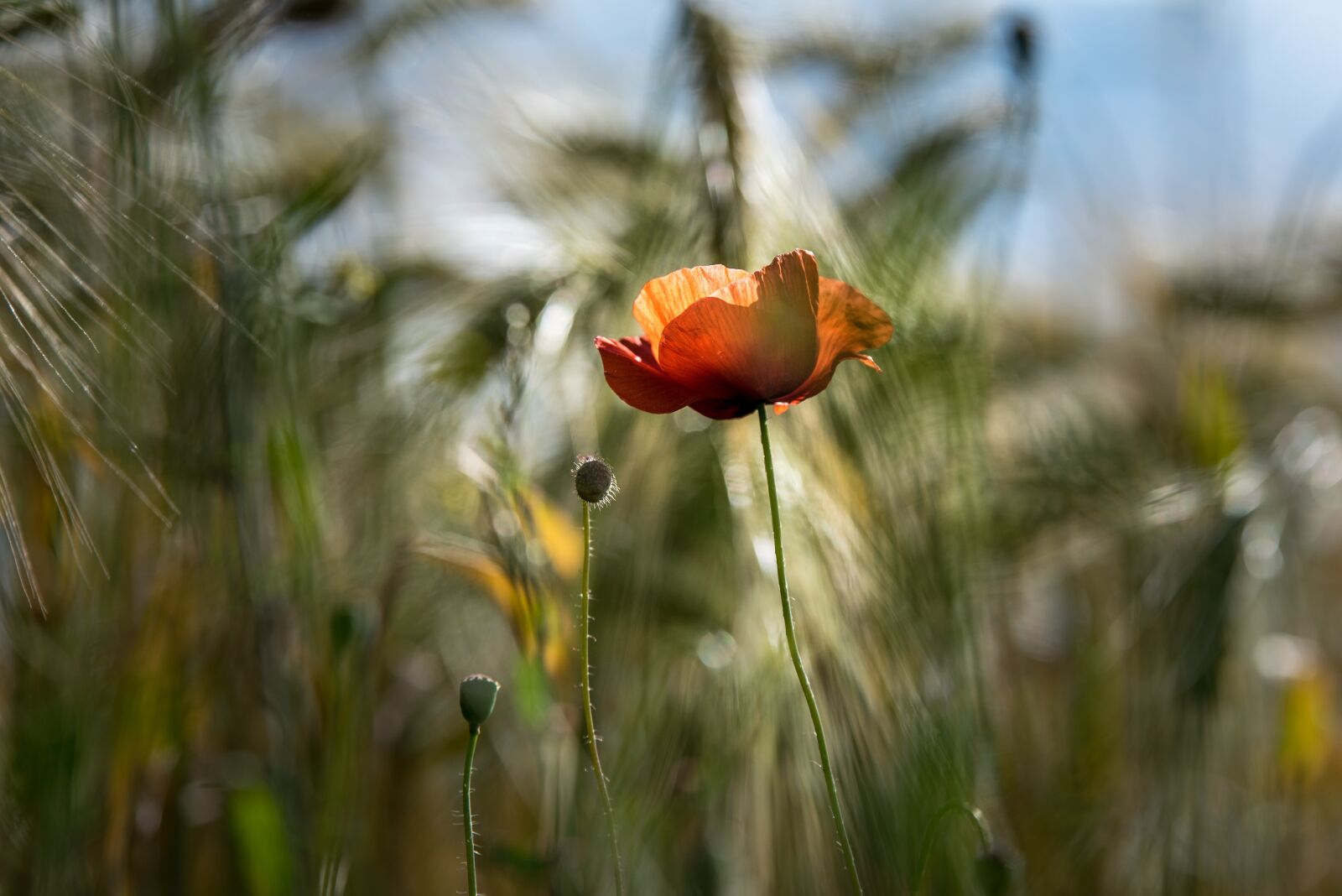 Nikon D750 sample photo. Summer, field, nature photography