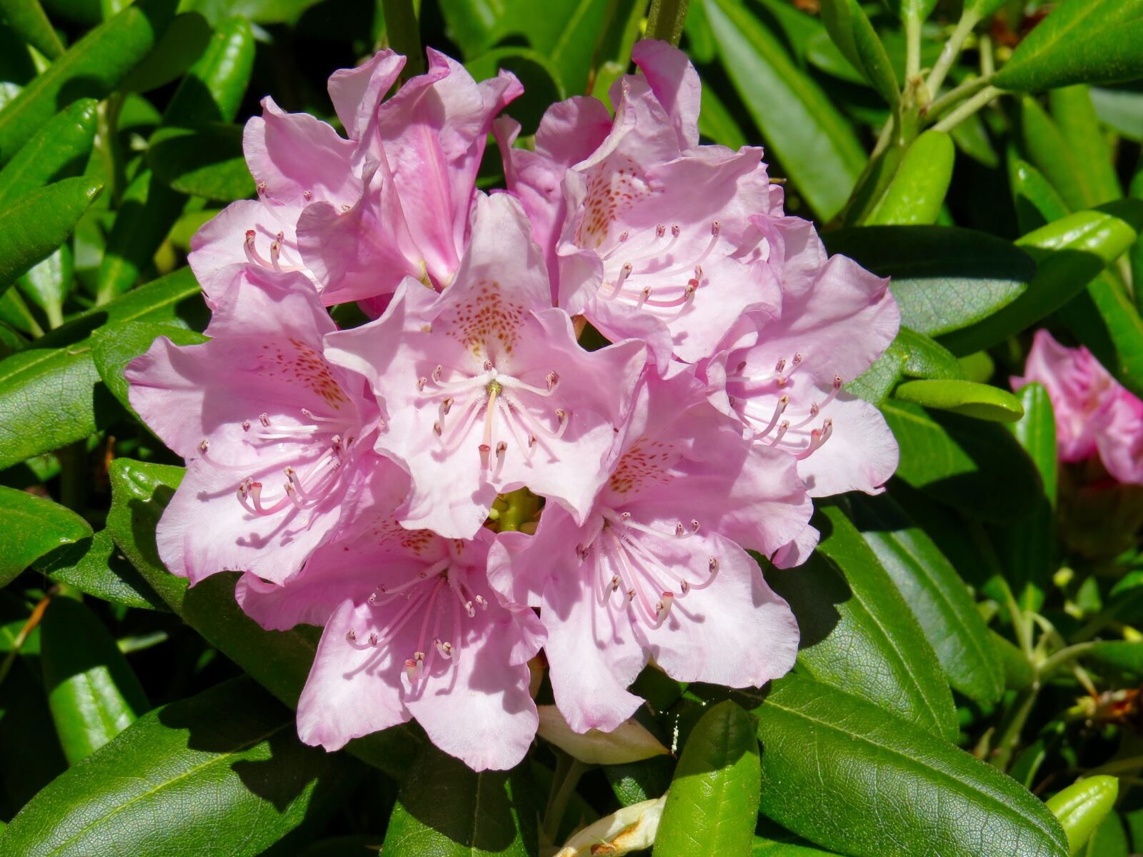Canon PowerShot SX50 HS sample photo
