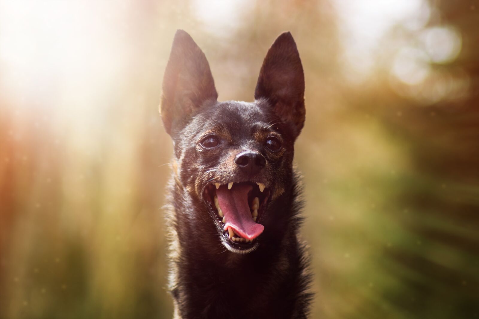 Canon EOS 750D (EOS Rebel T6i / EOS Kiss X8i) sample photo. Dog, miniature pinscher, animal photography