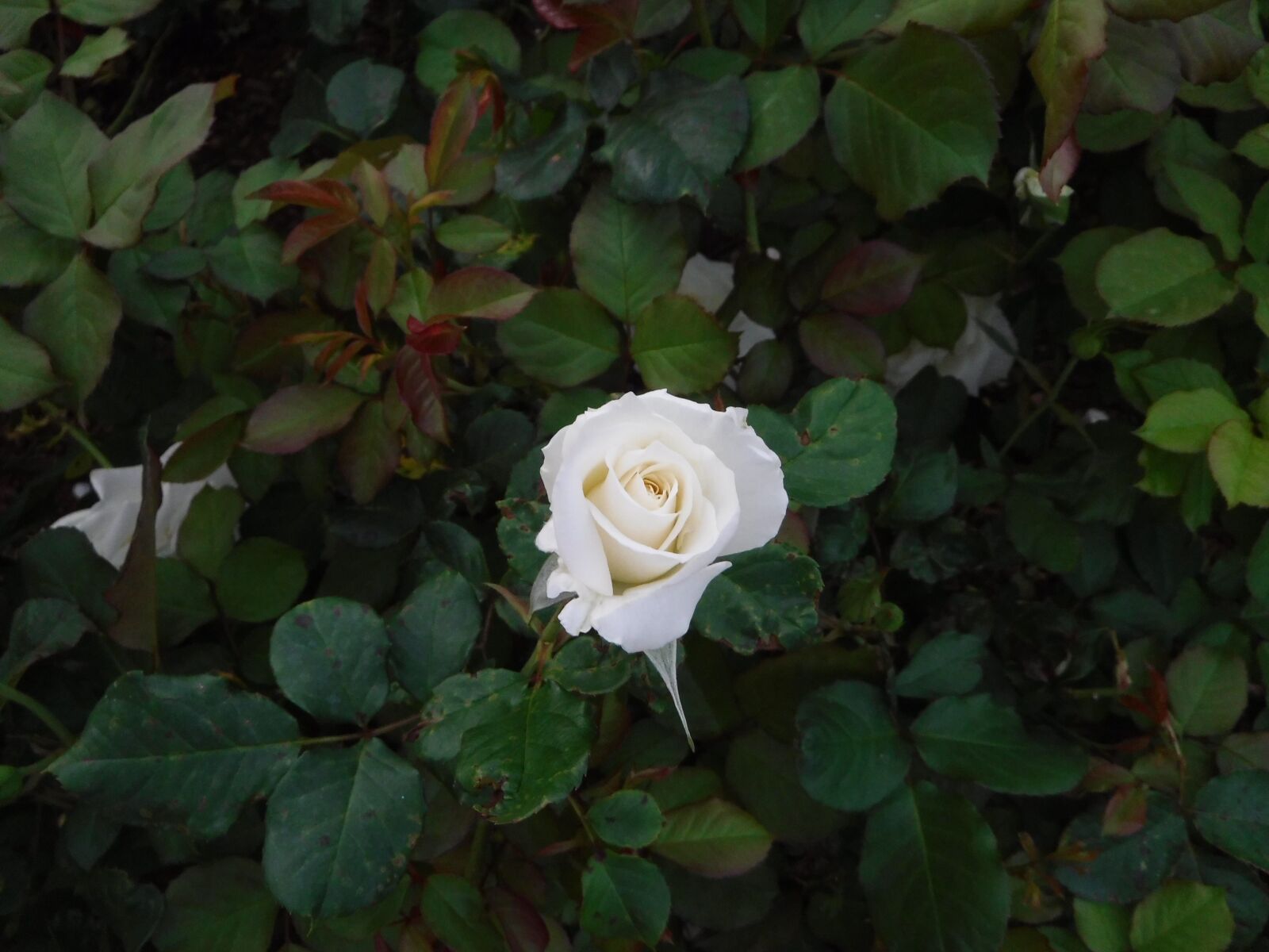 Fujifilm FinePix XP80 XP81 XP85 sample photo. Rose, flower, garden photography