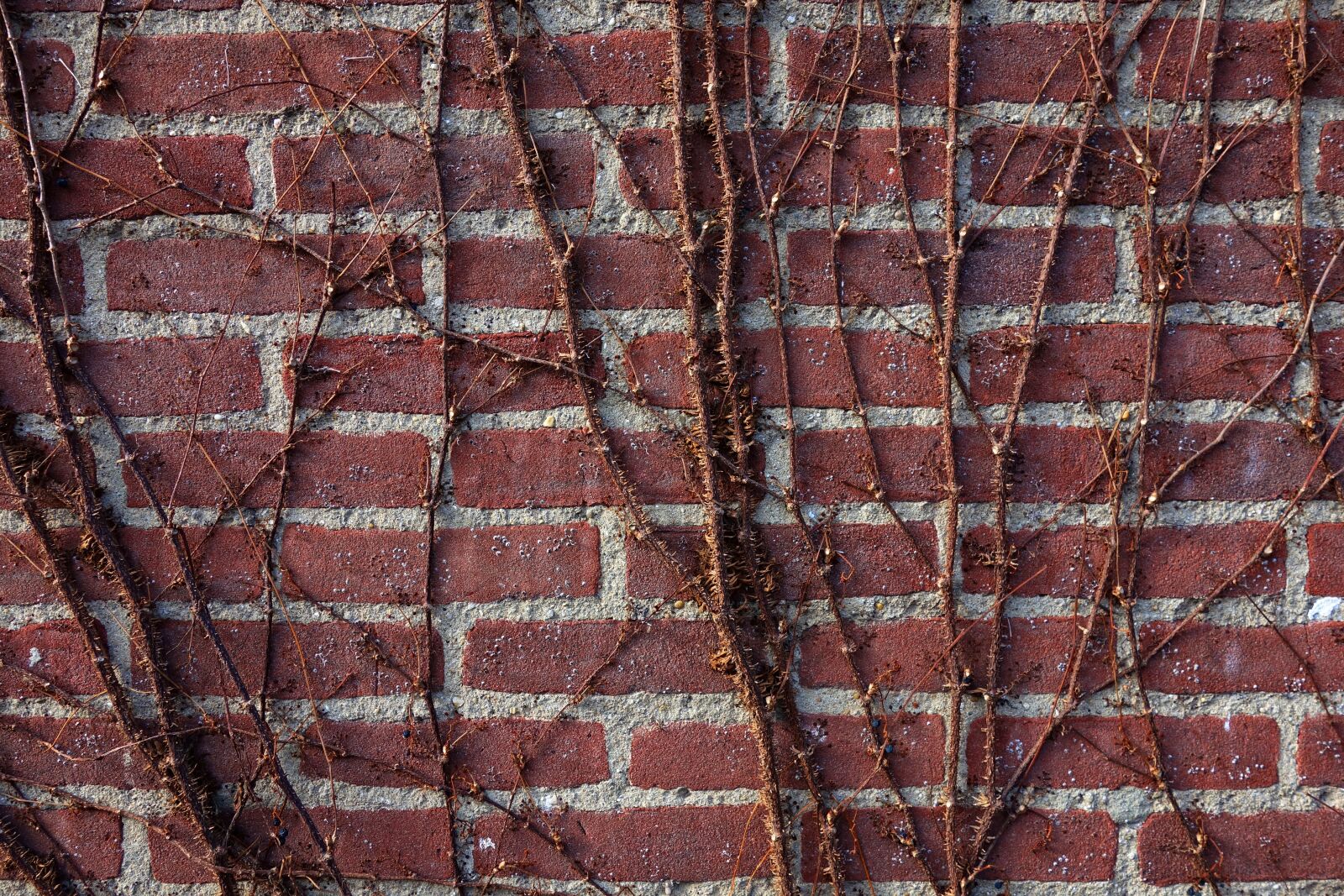 Sony Cyber-shot DSC-RX100 sample photo. Brick wall, wall, brick photography