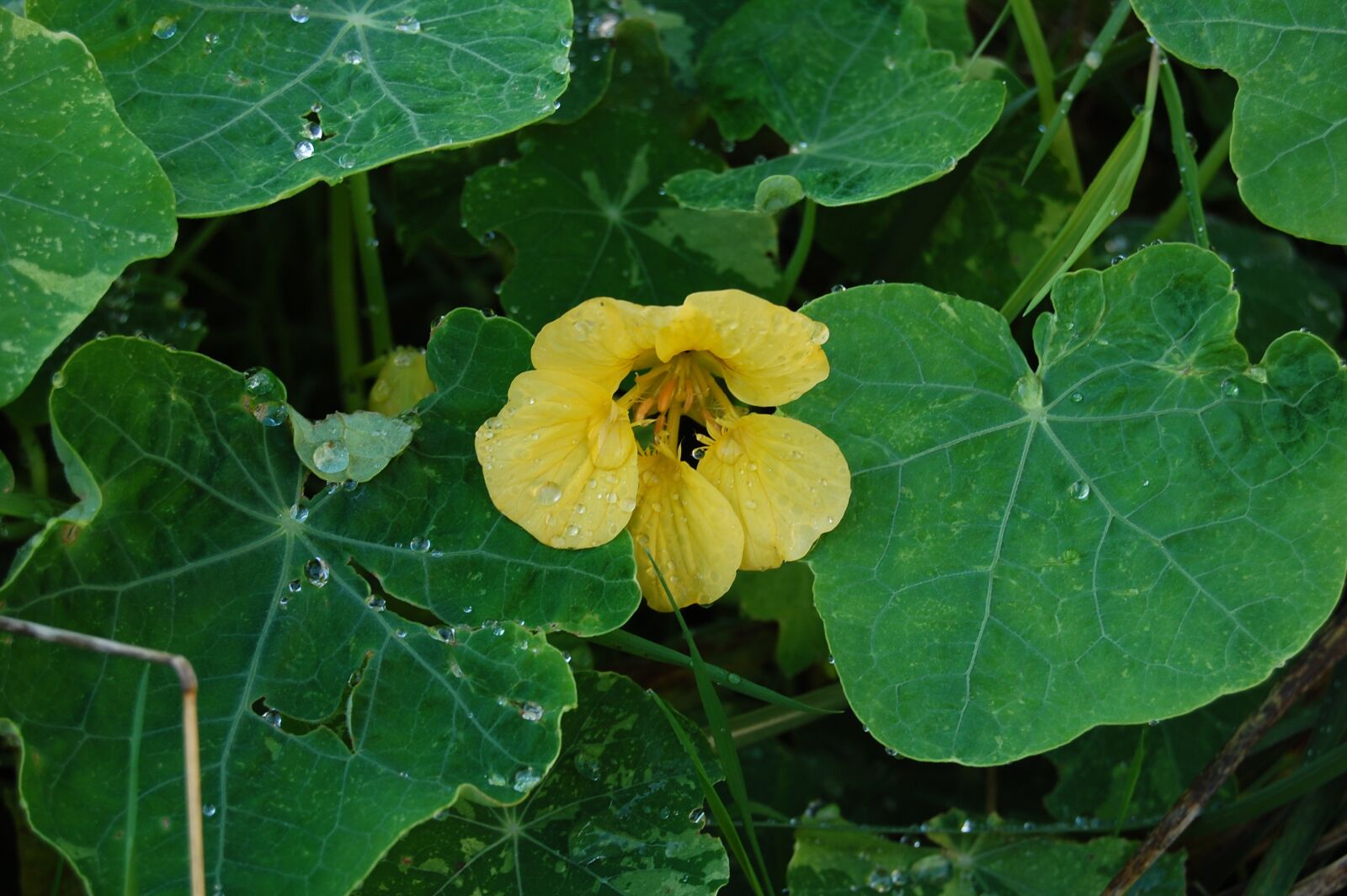 Nikon D40 sample photo. Leaf, flower, rain photography