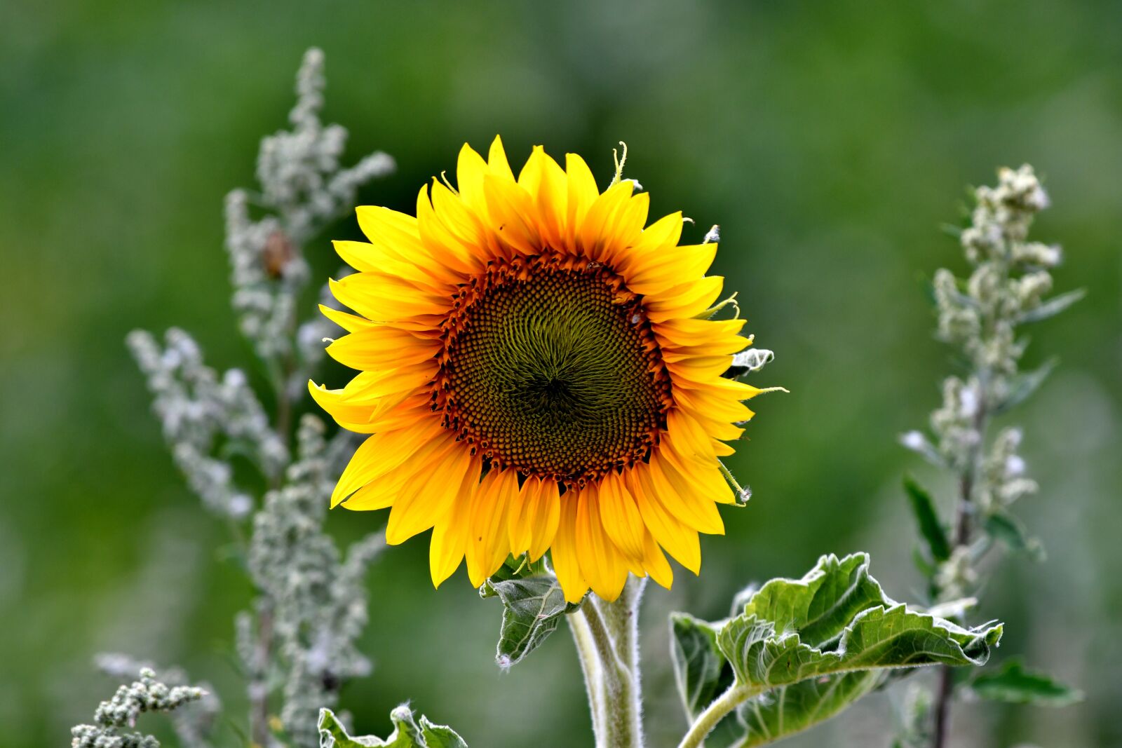 Nikon D500 sample photo. Sunflower, flower, petals photography