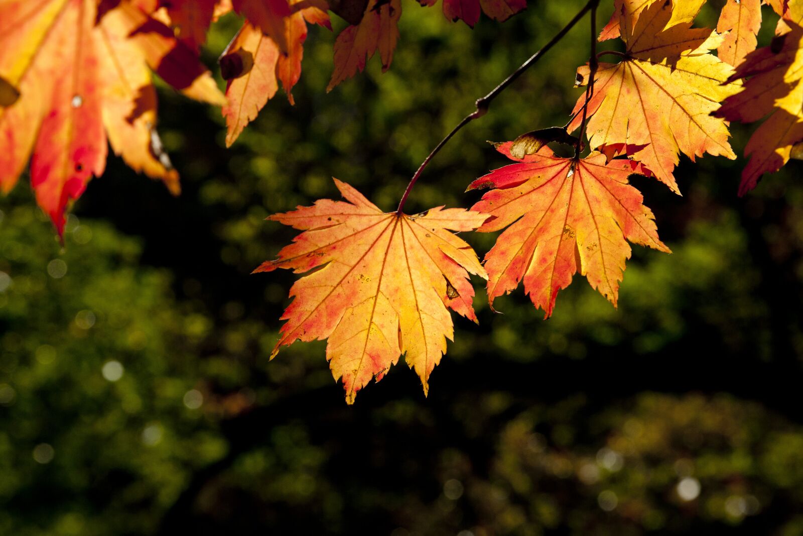 Canon EOS 5D sample photo. Autumn leaves, leaves, autumn photography