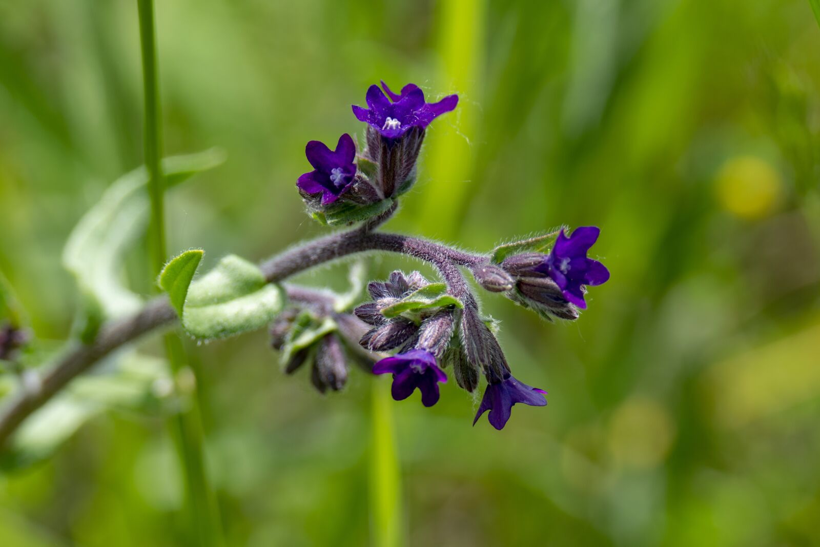 Nikon D5300 sample photo. Macro, flower, wildflower photography