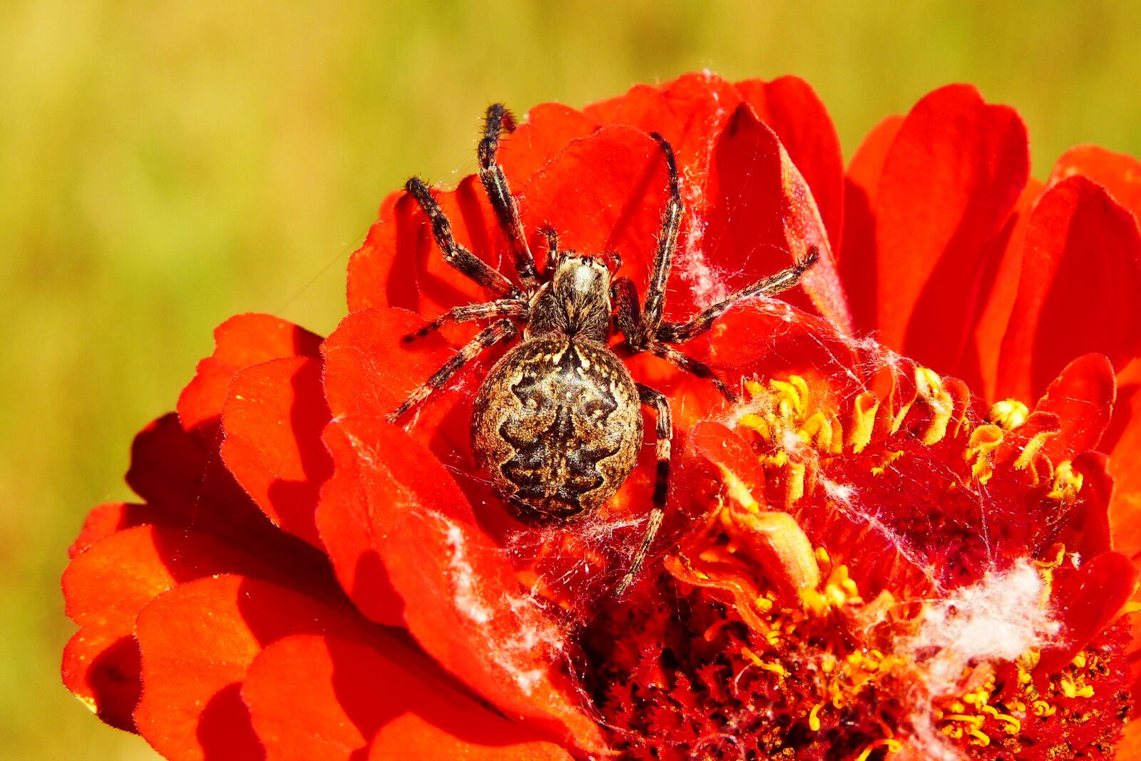 Panasonic Lumix DMC-FZ200 sample photo. Ko osz slit, insect photography