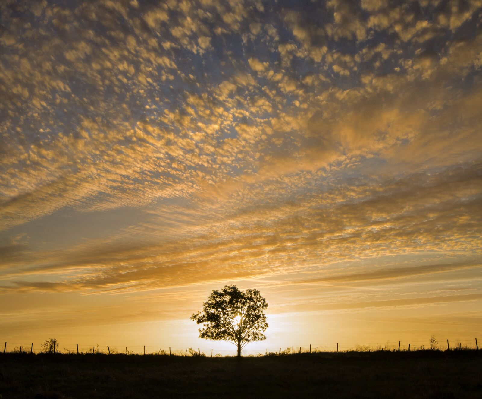 Sony Alpha DSLR-A550 + Sony DT 18-55mm F3.5-5.6 SAM sample photo. Tree, single, single tree photography