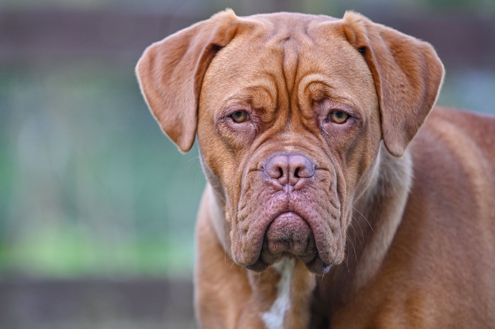 Nikon Z6 sample photo. Dogue de bordeaux, dog photography