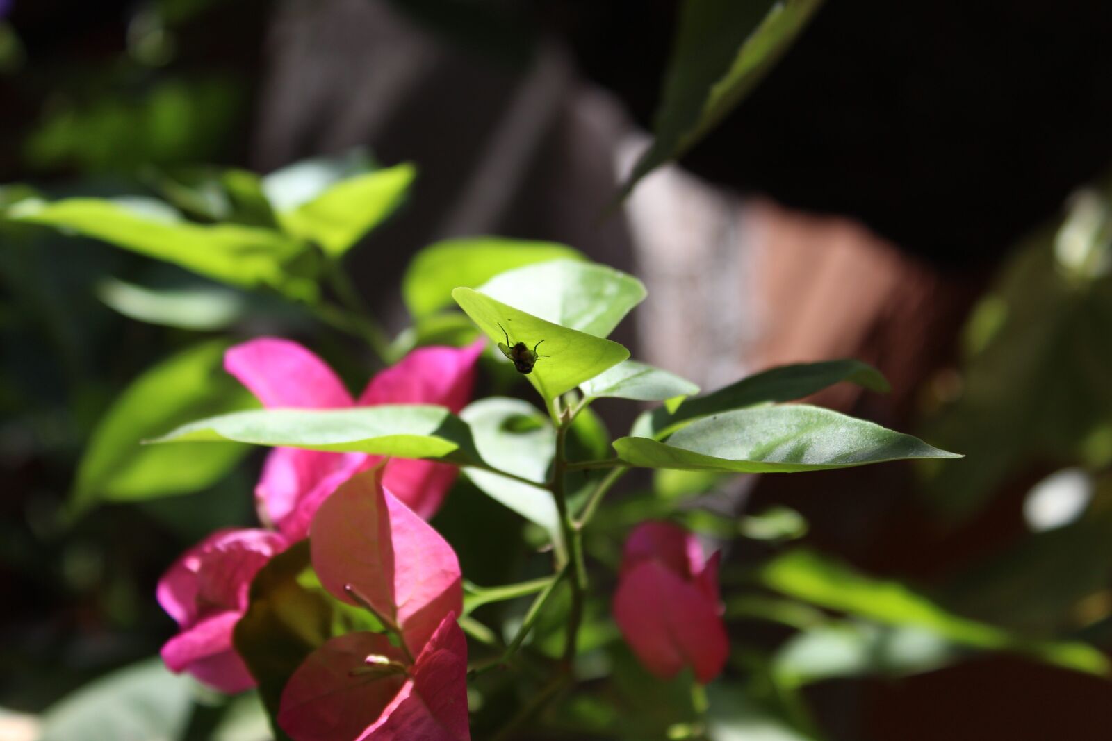 Canon EOS 1300D (EOS Rebel T6 / EOS Kiss X80) sample photo. Fly, plant, leaves photography