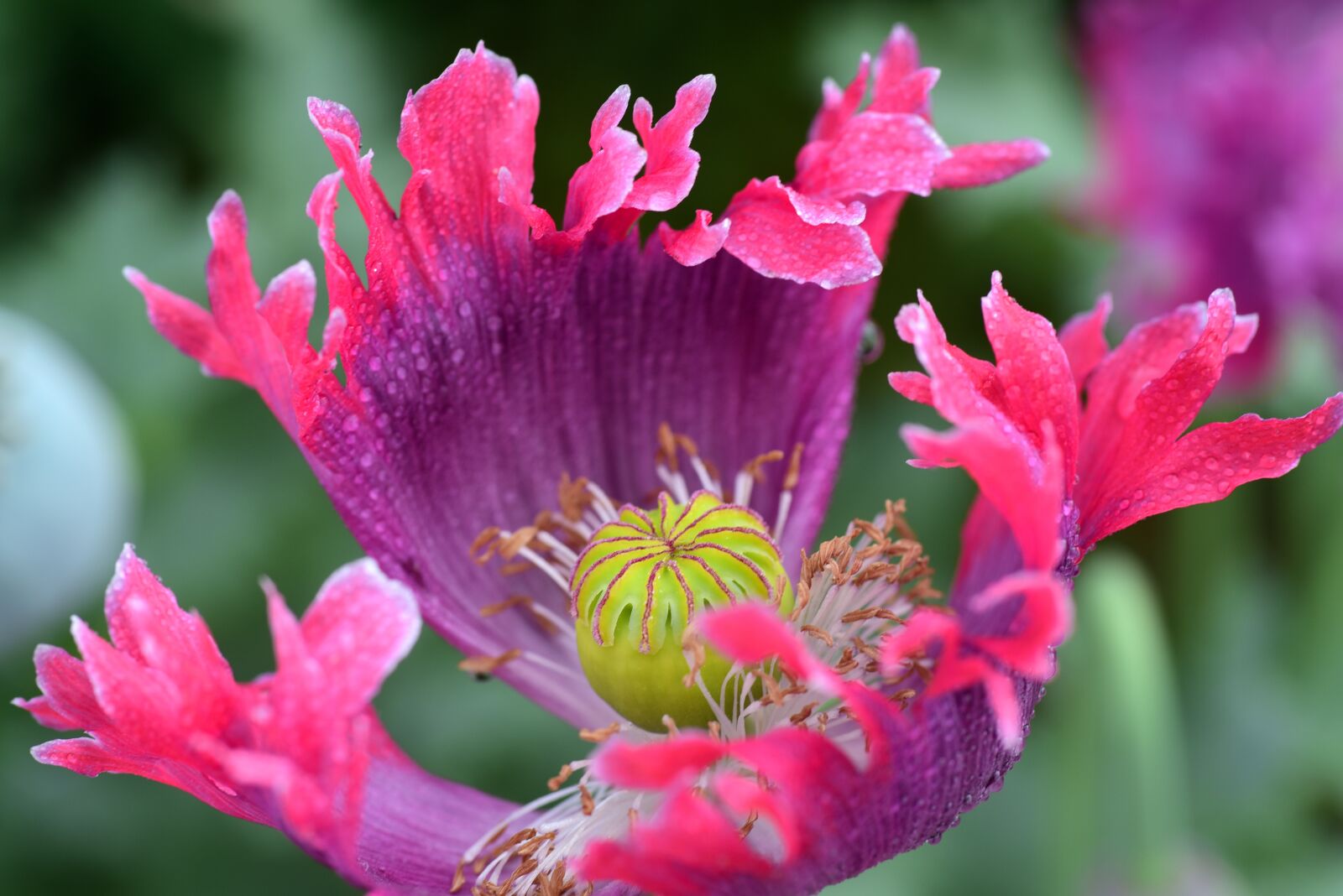 Nikon D750 sample photo. Poppy, poppy flower, fly photography