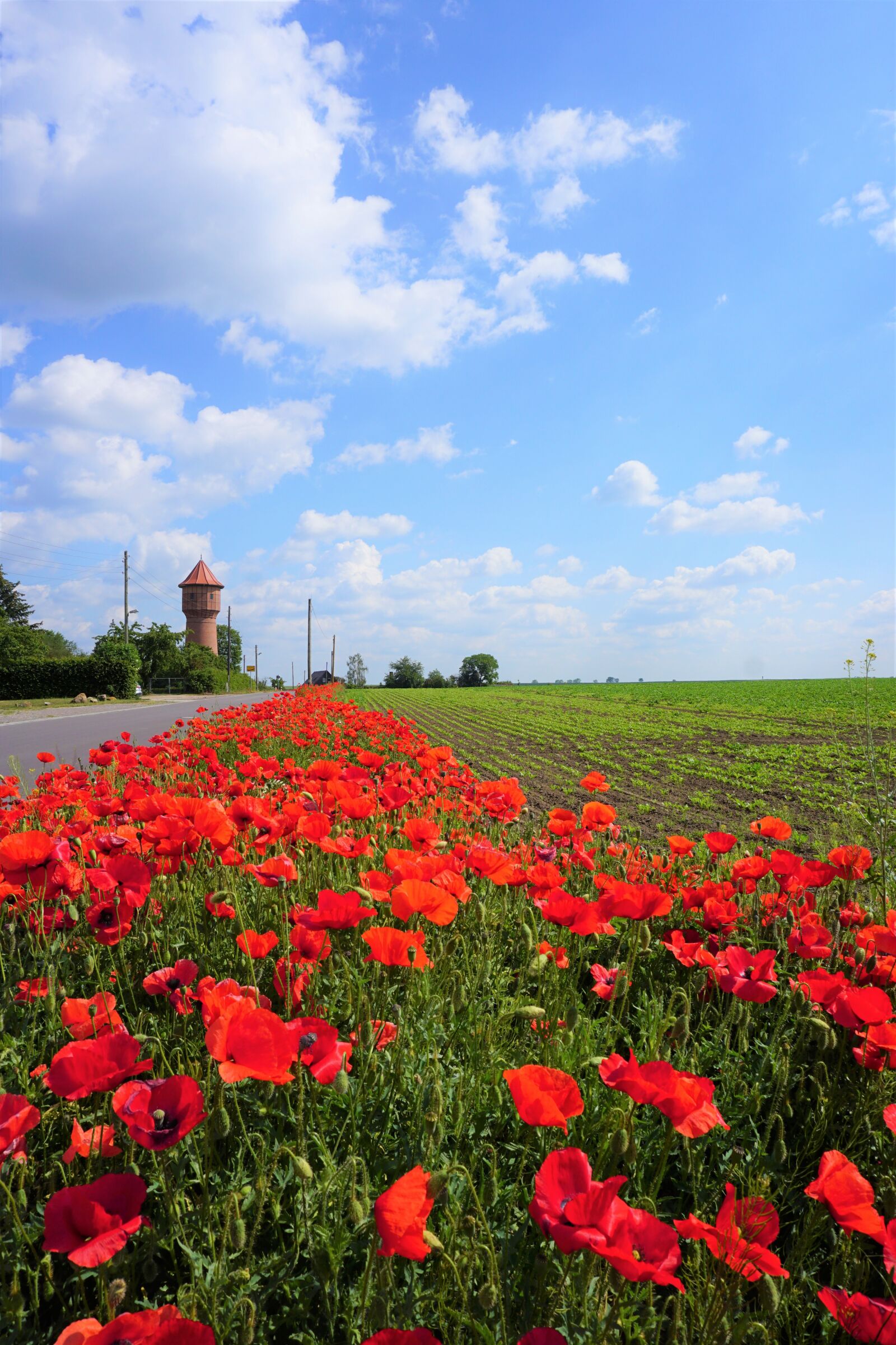 Sony a6000 sample photo. Tower, poppy, field photography